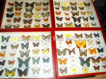 by益虫害虫昆、6益6害昆虫标本