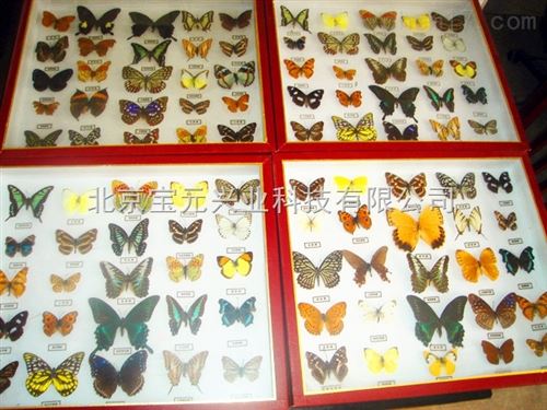 益虫害虫昆、6益6害昆虫标本
