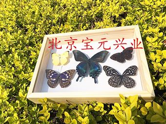 by蝴蝶、展览实木标本盒、可定做
